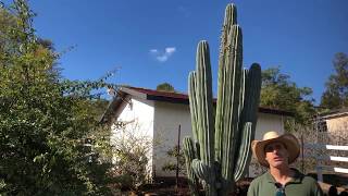 Pachycereus pringlei The Mexican Cardon Cactus [upl. by Nuriel]