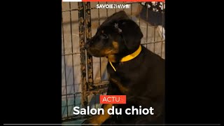 ANIMAUX  Le salon du chiot à Chambéry [upl. by Neyu664]