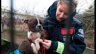 Emaciated Dog Rescued from a Puppy Mill [upl. by Sorcha]