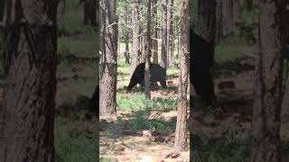 Black bear Bearizona bear blackbear funlearningactivities [upl. by Billen441]