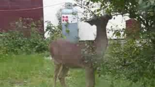 Ontario Whitetail Deer  Rainy River Spike Buck Harris Hill Resort [upl. by Airreis863]