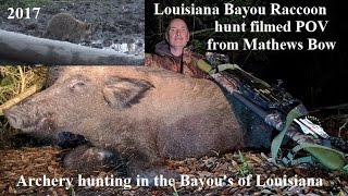 Raccoon arrowed POV from bow camera on hog hunt in Louisiana bayou POV Rage Broad head [upl. by Carmon673]