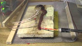 Earthworm Conduction Velocity [upl. by Helsie195]