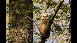 Great Horned Owlet Keeps Cool By Gular Fluttering [upl. by Bergeron835]