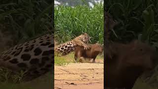 Into the Wild The Fierce Struggle Between Jaguar and Capybara [upl. by Lovell]