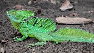 Basilisk Lizard basilisk lizard pet  basilisk lizard care  basilisk lizard documentary [upl. by Ayekat]