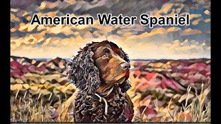 American Water Spaniel Club Video [upl. by Kannry]