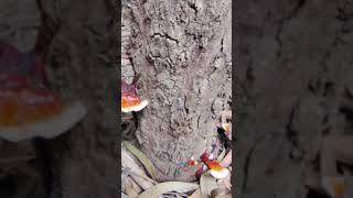 Reishi mushroom🍄plantgenetics plant biology biotechnology study science nature shorts video [upl. by Richard]