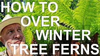 How to Overwinter Tree Ferns  Dicksonia antarctica Winterize [upl. by Rabush]