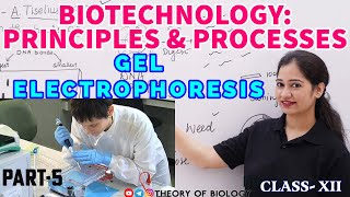 GEL ELECTROPHORESIS TECHNIQUE PART5BIOTECHNOLOGY NEET 2025NCERT BIOLOGYDNA SEPARATIONHTET [upl. by Einniw]