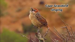 Cape Grassbird singing [upl. by Aruasi264]