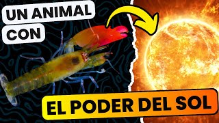 🟣 Camarón Pistola Datos y Curiosidades Que No Conocías 🦐 🤯  Animales Con SUPERPODERES☀️ [upl. by Anastassia]