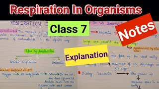 Respiration in organisms  Respiration in organisms class7  Respiration in organisms class 7 notes [upl. by Ahsema]