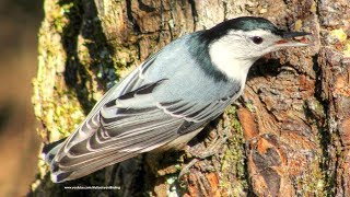 Nuthatch Calls Sounds and Behavior [upl. by Stephenie511]