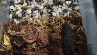 Basics of a fast Salamander Terrarium setup  Save the Salamanders [upl. by Deacon65]