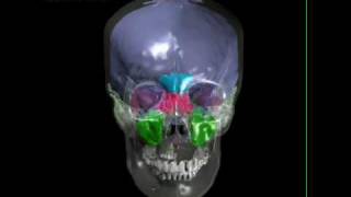 Human skull with brain endocast paranasal sinuses tympanic sinus [upl. by Gibrian]