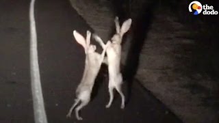 Rabbits Fight In The Cutest Way [upl. by Almeeta]