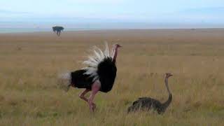 Accouplement dautruches dans le Masai Mara [upl. by Ettenay]