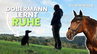 Dobermann JUNGHUND wird zum STALLHUND  Training 1 [upl. by Repip]