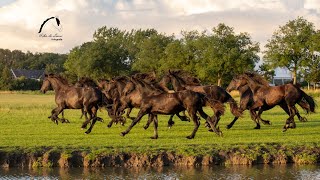 That sound of 10 galloping Friesian horses [upl. by Ellehcem986]