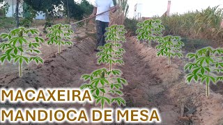 Plantando Macaxeira  Mandioca de Mesa no Lerão Aqui no Rancho Ep 94 [upl. by Menken]