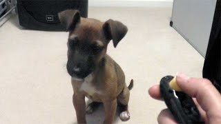 Puppys first clicker training lesson [upl. by Iram]