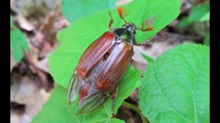 The Common Cockchafer Is A Clumsy Flier And Makes A Buzzing Sound [upl. by Etteuqal862]