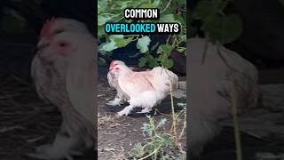 The Overlooked Ways Chickens Contract Coccidiosis [upl. by Winola572]