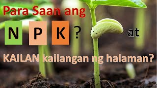 What is NPK ano ang ginagawa ng NPK sa halaman at kailan ito kailangan [upl. by Benioff]