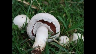 Identifying the Field Mushroom Agaricus campestris [upl. by Nert711]