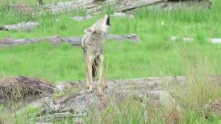 Coyote barking [upl. by Ecart187]