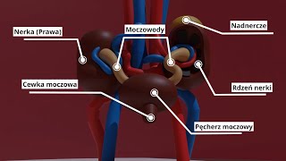 Projekt w Blenderze Układ moczowy [upl. by Cadmarr]