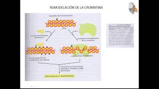 NIVELES DE COMPACTACION DEL ADN [upl. by Legnalos229]