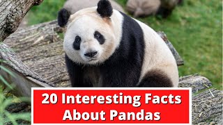 20 Interesting Facts About Pandas  Global Facts [upl. by Hughes]