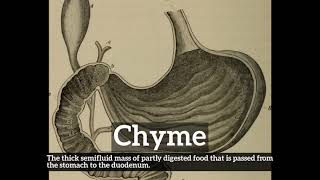 How Does Chyme Look  How to Say Chyme in English  What is Chyme [upl. by Aicilf]