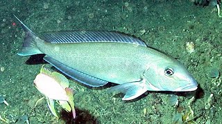 Facts The Golden Tilefish [upl. by Leunamesoj896]