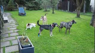 Dixi rennt so gern mit Kenny Camilla und Casi im Garten 240824 [upl. by Emmie]