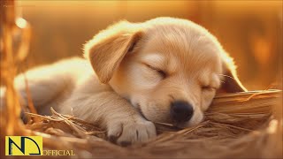 20 HOURS of Dog Calming Music For Dogs🎵🐶Separation Anxiety Relief Music🎵💖dog relaxation🎵 NadanMusic [upl. by Nereen]