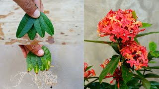 Try propagating Ixora from leaves How to grow Ixora [upl. by Hertz742]