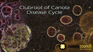 Clubroot of Canola Disease Cycle [upl. by Colline141]