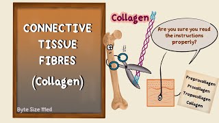 Connective Tissue Fibres  Collagen  Elastin  Human Histology  Collagen Biochemistry [upl. by Arney]