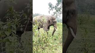 Elephant new video like share comment subscribe kejia please [upl. by Sudnak]