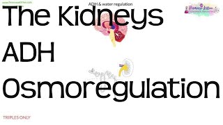 The Kidneys ADH amp Osmoregulation  Biology GCSE and iGCSE [upl. by Natsirt]