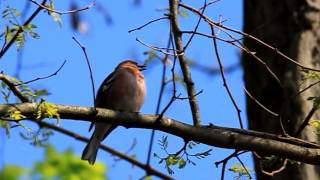 Buchfink Gesang [upl. by Timoteo]