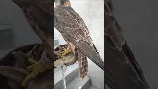 red napped shaheen falcon karachi [upl. by Llezo]