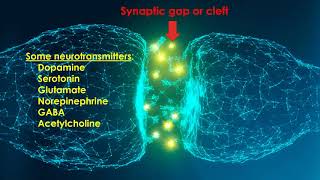 The SYNAPSE chemical communication between neurons explained by Psychology Professor Bruce Hinrichs [upl. by Suolevram133]