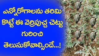 పిచ్చి పుచ్చకాయ ఉపయోగాలుpuchakaya uses in teluguverri pucha chettu [upl. by Airehtfele171]