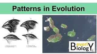 Evolutionary pattern and process [upl. by Ecenaj794]