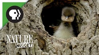 Ducklings Leave the Nest  NATURE Nuggets [upl. by Nagah]