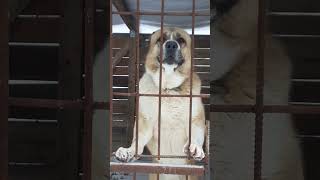 Central Asian Shepherd Dog the Alabay  WolfHound [upl. by Dove834]